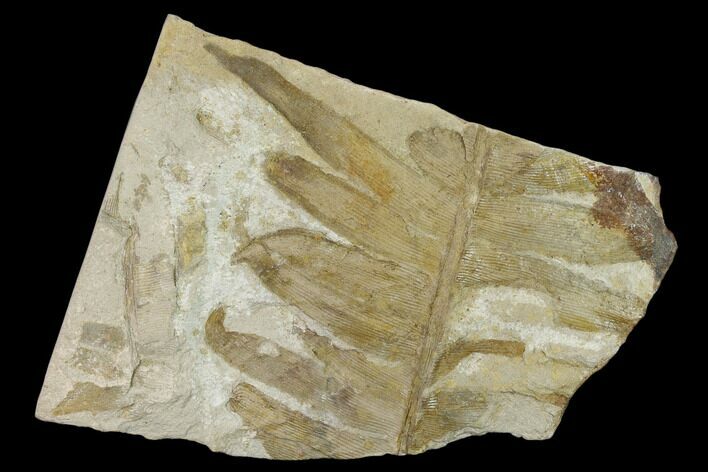 Fossil Cycad (Pterozamites) Flora Plate - Rajmahal Hills, India #133633